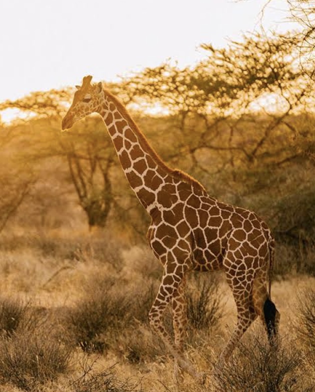 A giraffe walking through the golden savanna at sunset